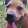 Milow ♂️ adoption en cours – Image 13