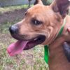 Milow ♂️ adoption en cours – Image 12