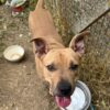 Milow ♂️ adoption en cours – Image 14
