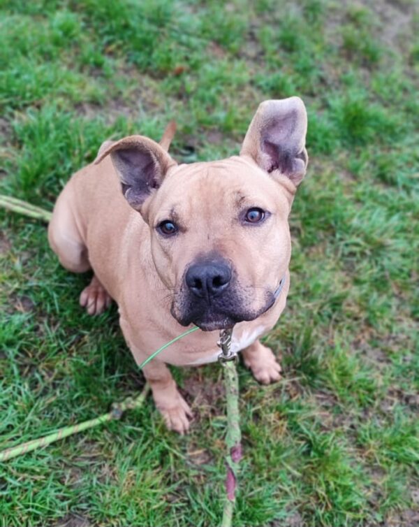 Milow ♂️ adoption en cours