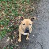 Milow ♂️ adoption en cours – Image 26