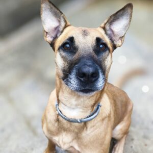 Mirou ♂️ adoption en cours