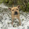 Milow ♂️ adoption en cours – Image 25