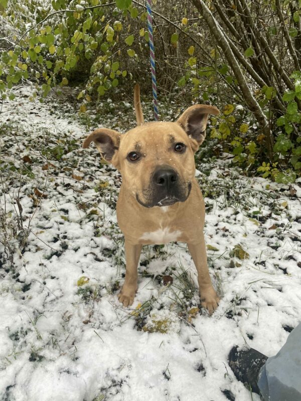 Milow ♂️ adoption en cours – Image 25