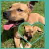Milow ♂️ adoption en cours – Image 19