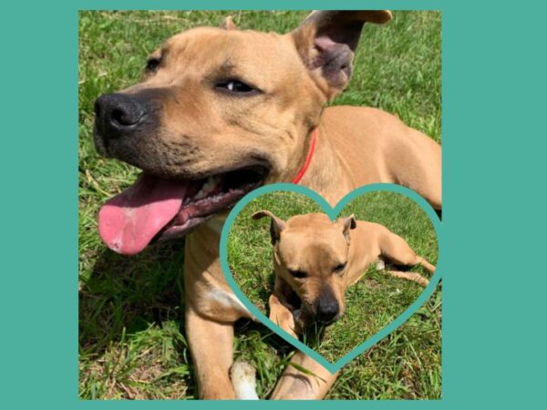 Milow ♂️ adoption en cours – Image 19