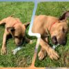 Milow ♂️ adoption en cours – Image 18