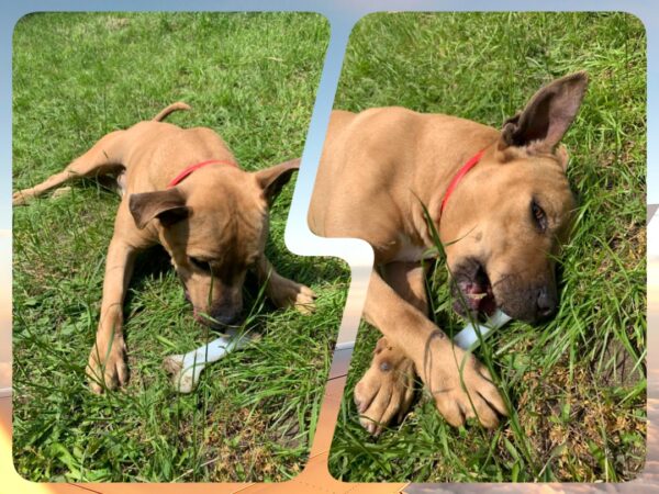 Milow ♂️ adoption en cours – Image 18