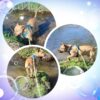 Milow ♂️ adoption en cours – Image 10