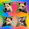 Milow ♂️ adoption en cours – Image 17