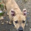 Milow ♂️ adoption en cours – Image 20