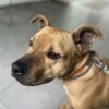 Milow ♂️ adoption en cours – Image 22