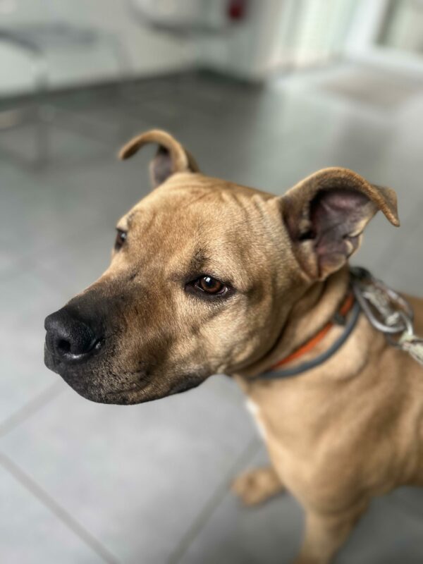 Milow ♂️ adoption en cours – Image 22