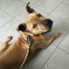 Milow ♂️ adoption en cours – Image 23