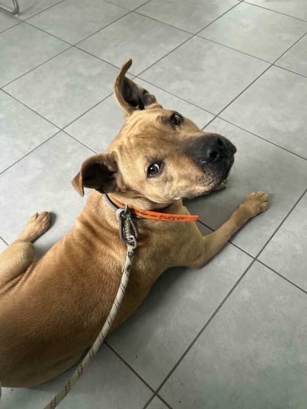 Milow ♂️ adoption en cours – Image 23