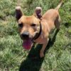 Milow ♂️ adoption en cours – Image 2