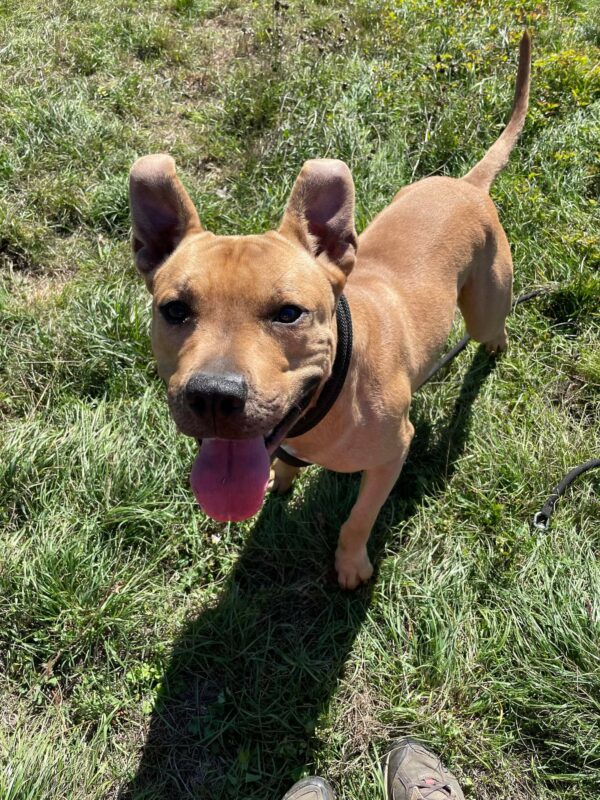 Milow ♂️ adoption en cours – Image 2