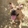 Milow ♂️ adoption en cours – Image 15