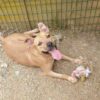 Milow ♂️ adoption en cours – Image 16