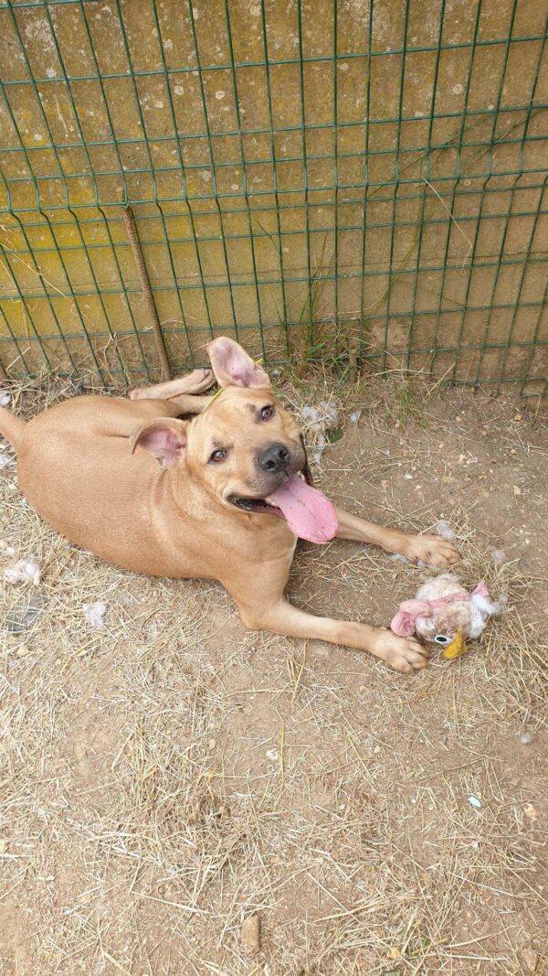 Milow ♂️ adoption en cours – Image 16