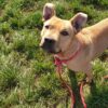 Milow ♂️ adoption en cours – Image 7