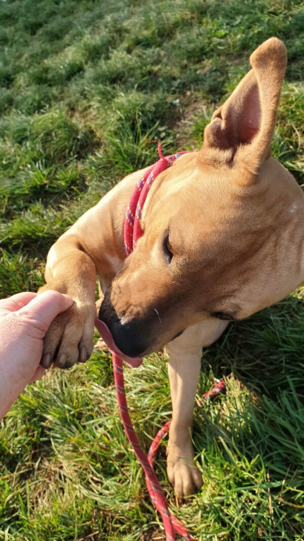 Milow ♂️ adoption en cours – Image 8