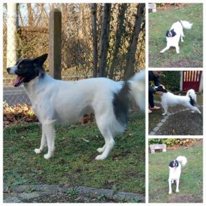 Helga ex isis de Roumanie