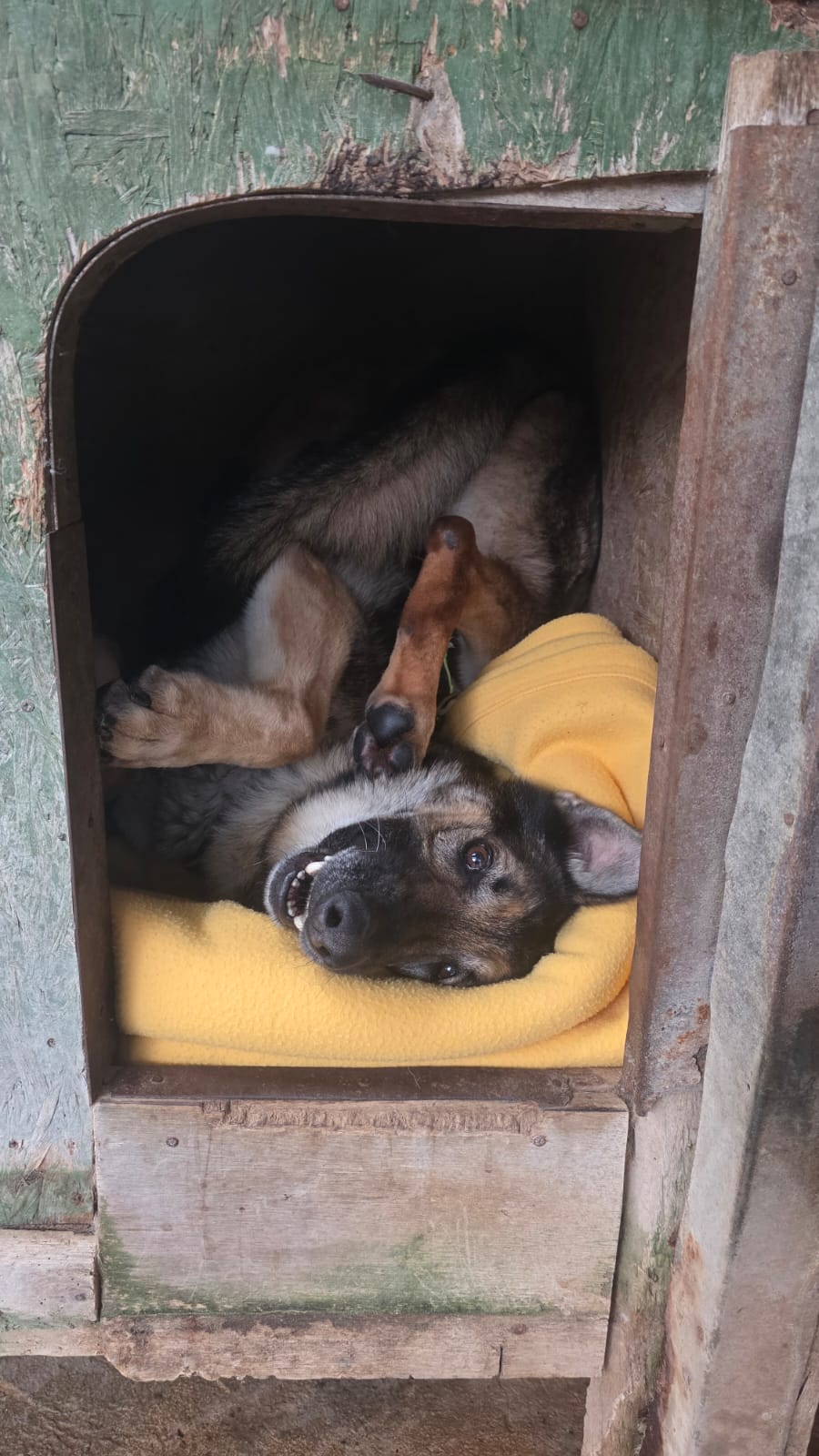 Cheyenne ♂️ – Image 16