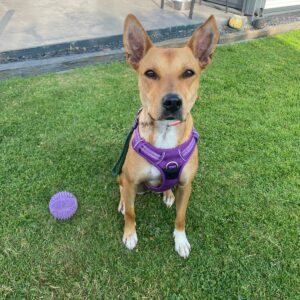 Chica ♀️ adoption en cours