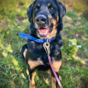 Curtis ♂️ adoption en cours