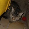 Telma ♀️ – Image 6