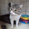 Ramses ♂️ adoption en cours