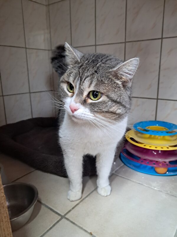 Ramses ♂️ adoption en cours