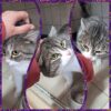 Ramses ♂️ adoption en cours – Image 2