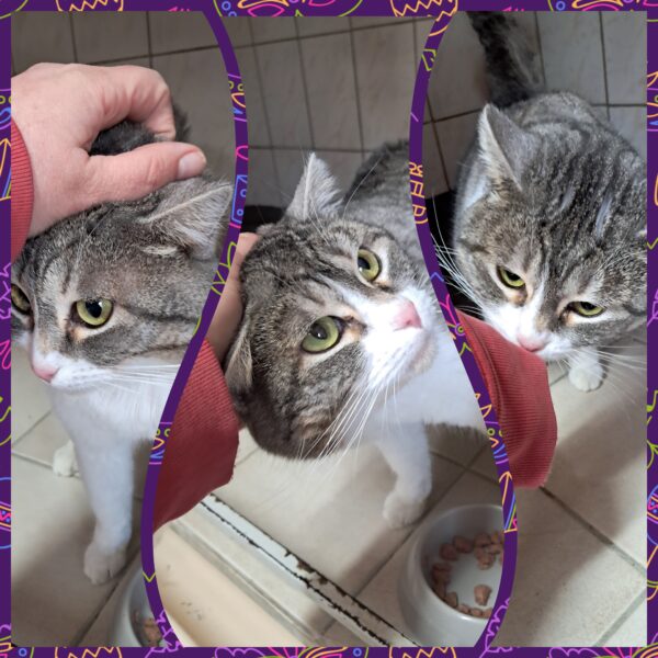 Ramses ♂️ adoption en cours – Image 2