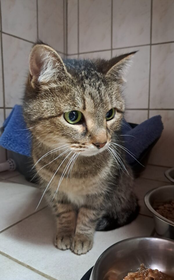 Copinette ♀️ adoption en cours