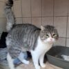 Ramses ♂️ adoption en cours – Image 4