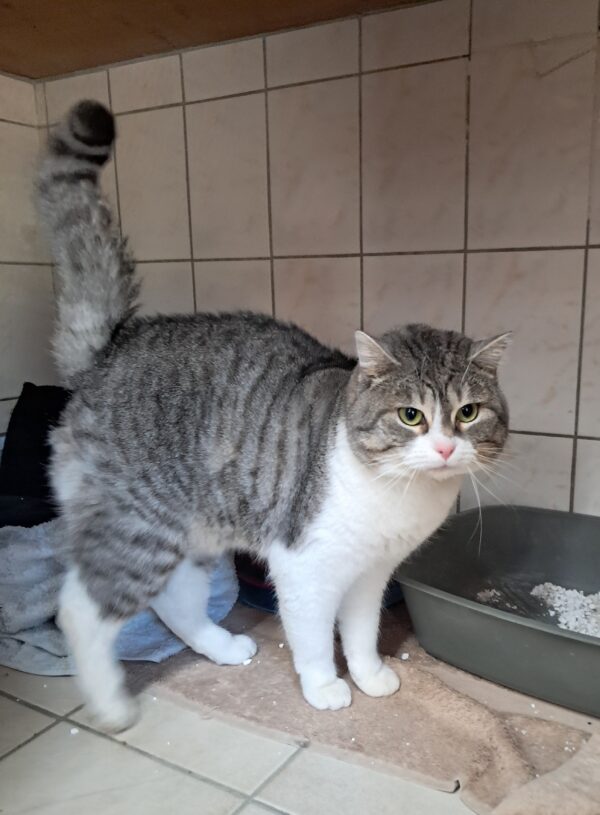 Ramses ♂️ adoption en cours – Image 4