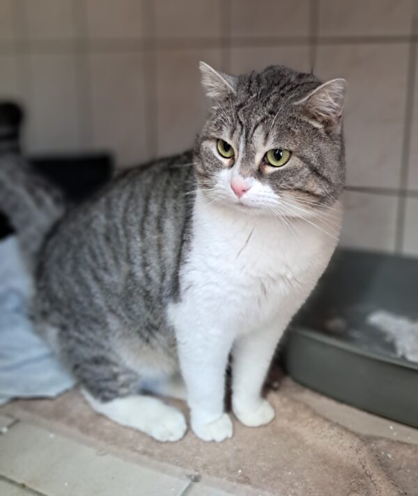 Ramses ♂️ adoption en cours – Image 5