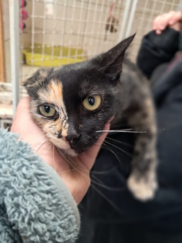 Corail ♀️ adoption en cours