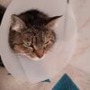 Copinette ♀️ adoption en cours – Image 4