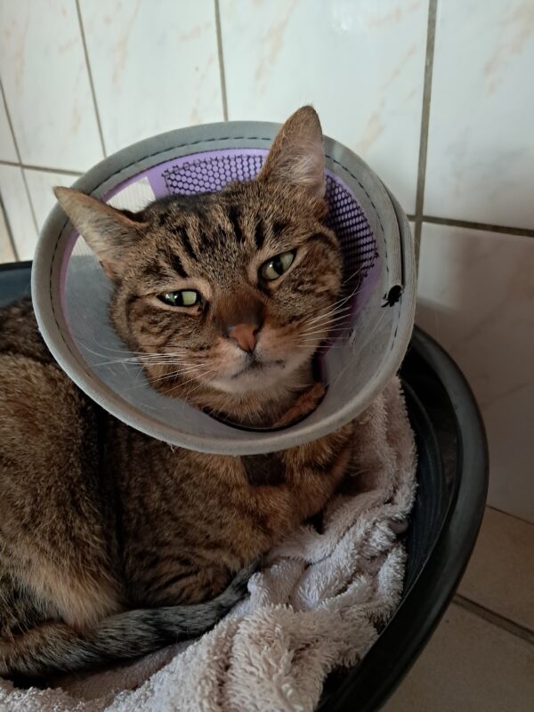 Sushi ♂️ adoption en cours – Image 3