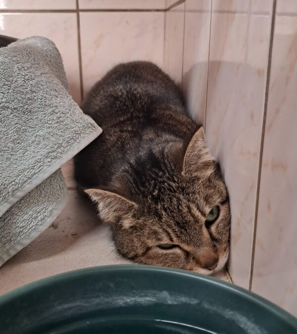 Copinette ♀️ adoption en cours – Image 5