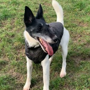 Pirate ♂️ adoption en cours