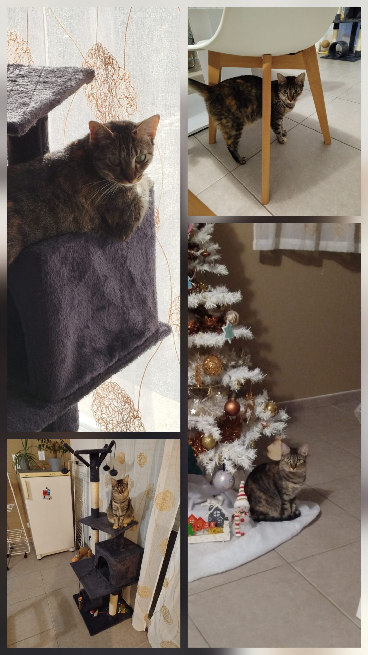 Lolie ♀️ sos – Image 7