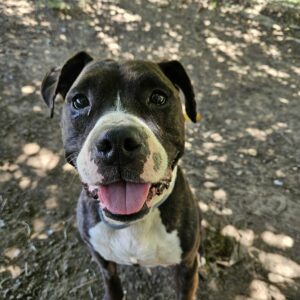 Mister django ♂️