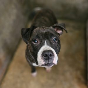 Mister django ♂️