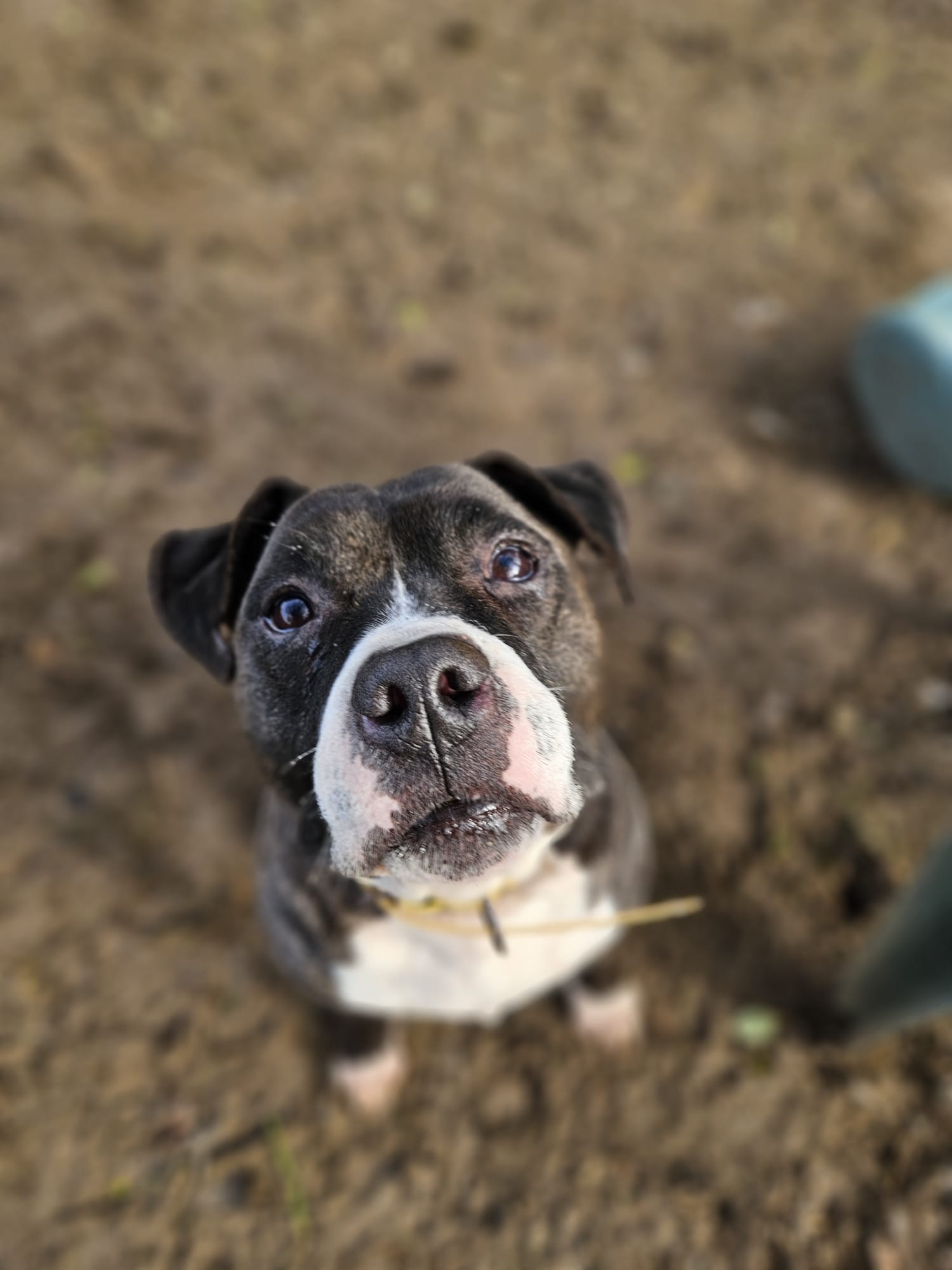 Mister django ♂️ – Image 13