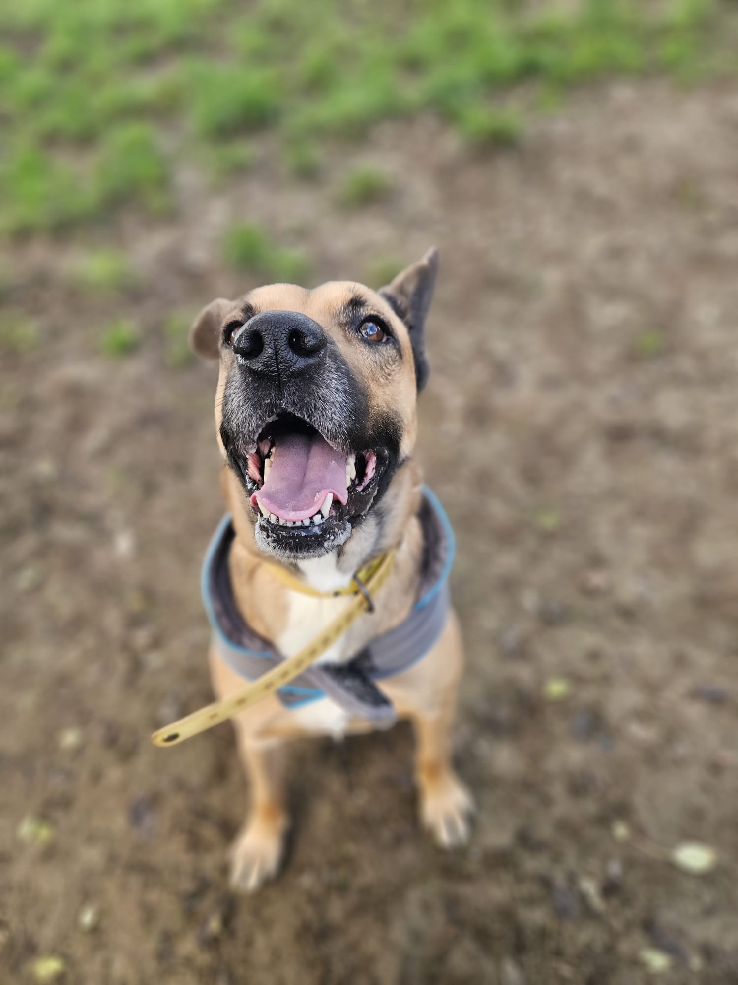 Shenzi ♀️ – Image 12