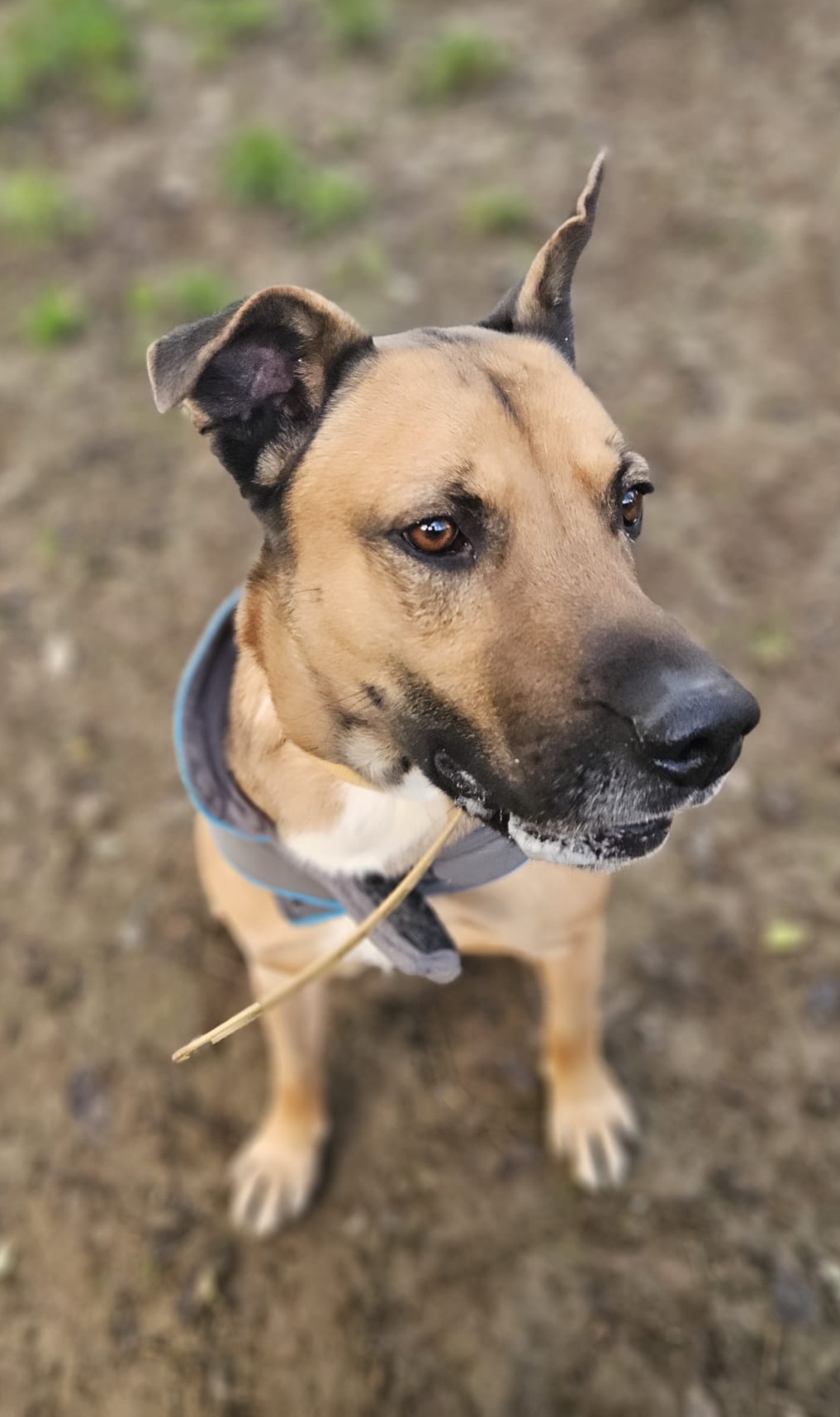 Shenzi ♀️ – Image 11